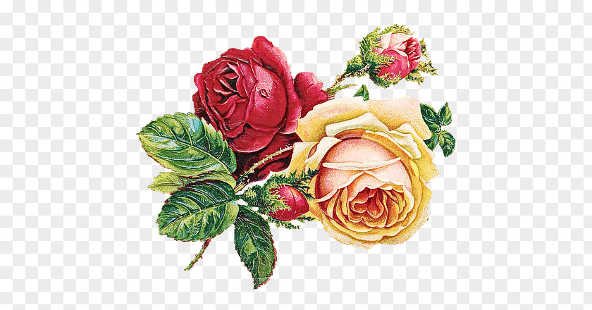 Garden Roses PNG