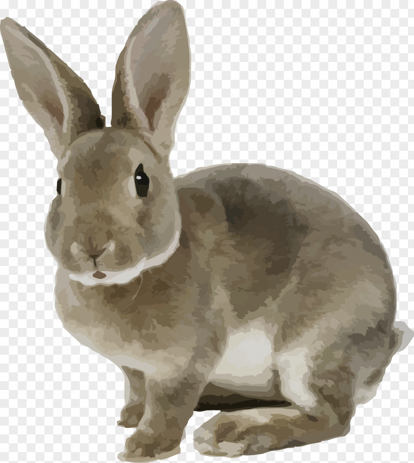 Gray Rabbit Cute Little Vector Material White Domestic Brown Pet Burrow PNG