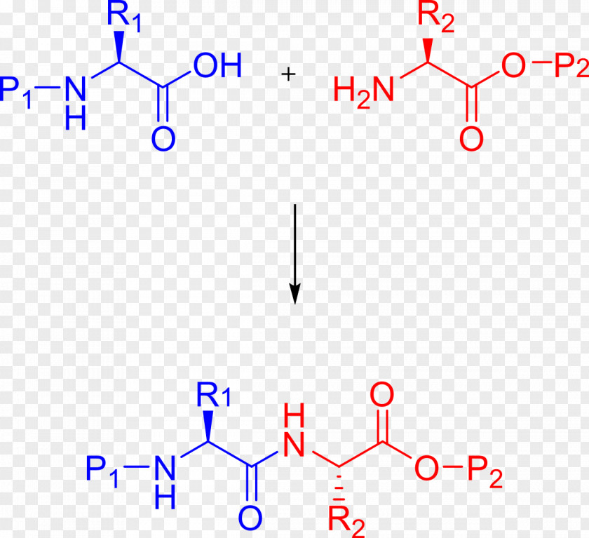 Peptide Synthesis Branched-chain Amino Acid Protein Biosynthesis Chemical PNG
