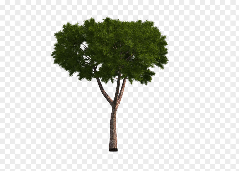 Simple Tree Image Adobe Photoshop Fir PNG