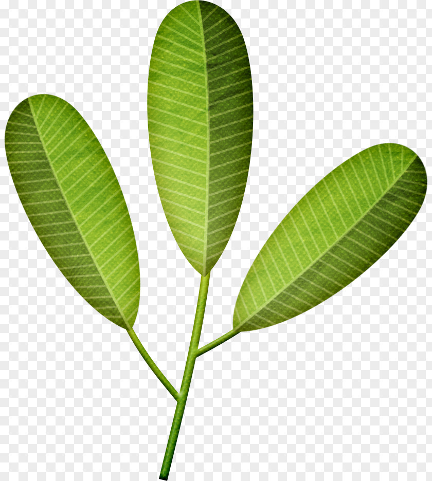 Vector Plant Leaf Frangipani Drawing Stem Photography PNG