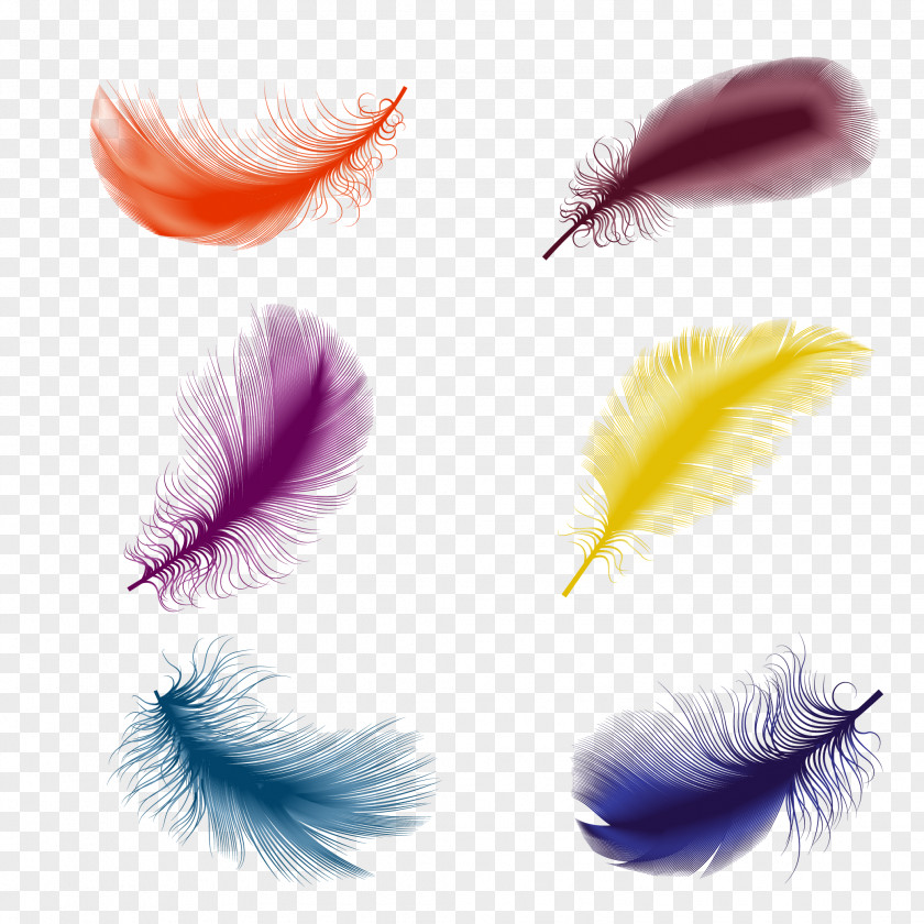 Floating Feather Bird Drawing Illustration PNG