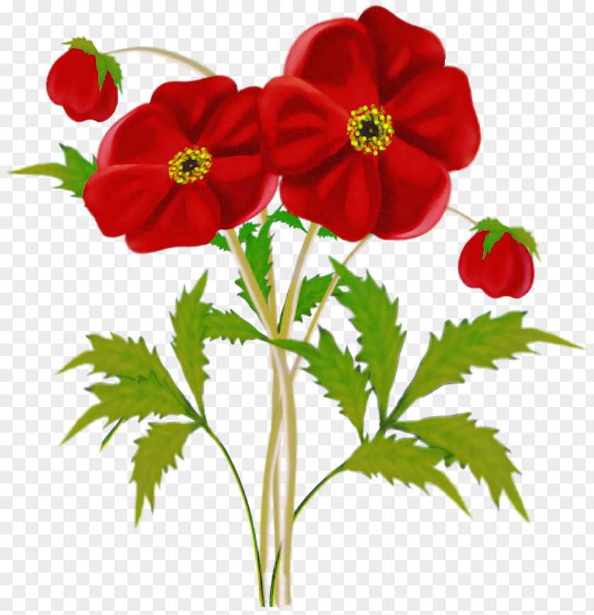 Flower Plant Petal Red Coquelicot PNG