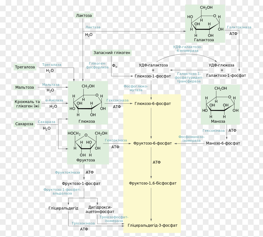 Pathway Glycolysis Metabolic Adenosine Triphosphate Metabolism Glucose PNG