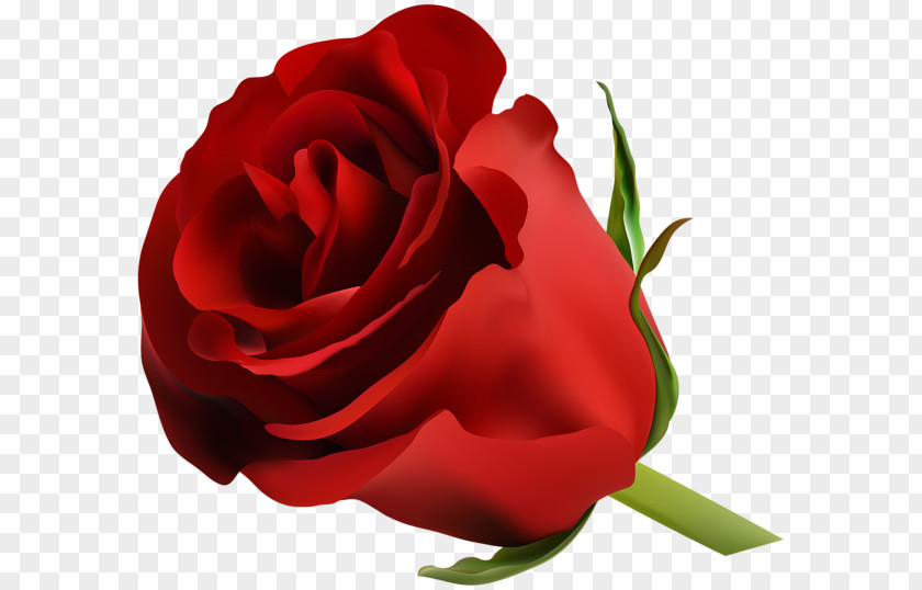 Red Rose Decorative Blue Clip Art PNG