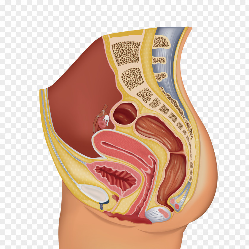 Female Reproductive System Organ Human Body PNG reproductive system body, pregnancy clipart PNG