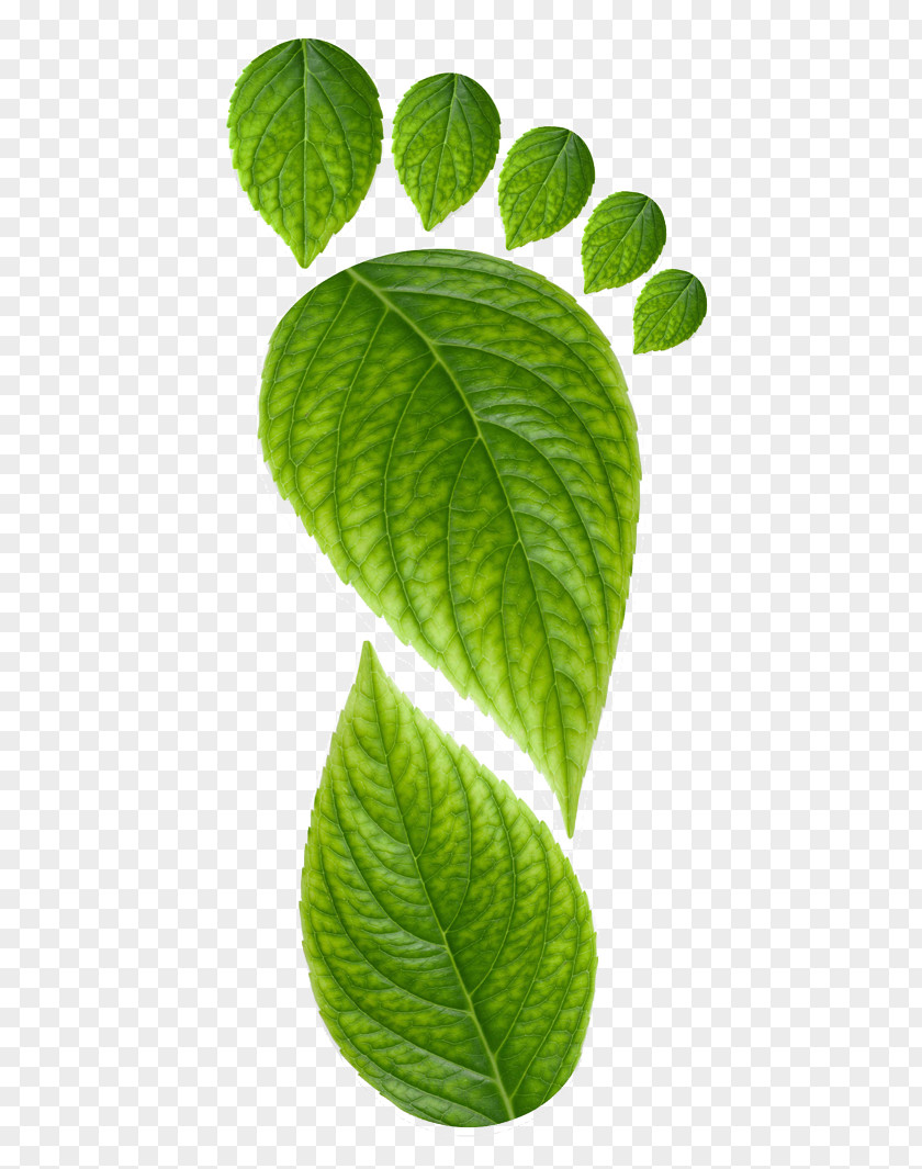 Foot Print Environmentally Friendly Logo Ecotourism Sustainability Sustainable Tourism PNG