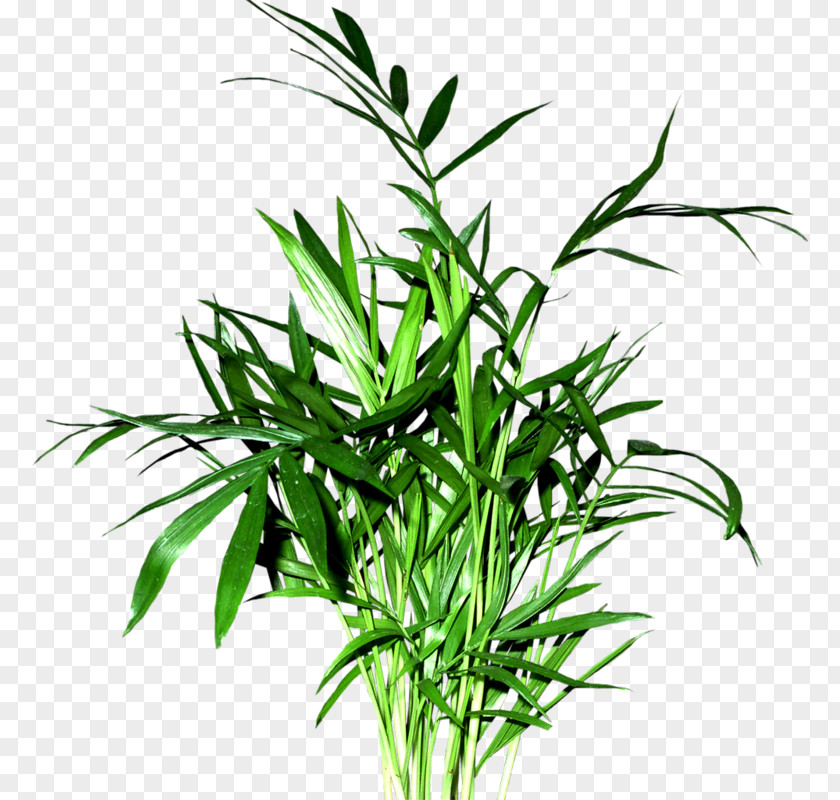 Green Bamboo Leaves Leaf Computer Software PNG