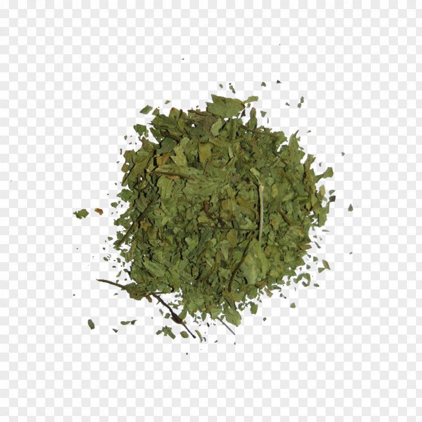 Herb Leaf PNG