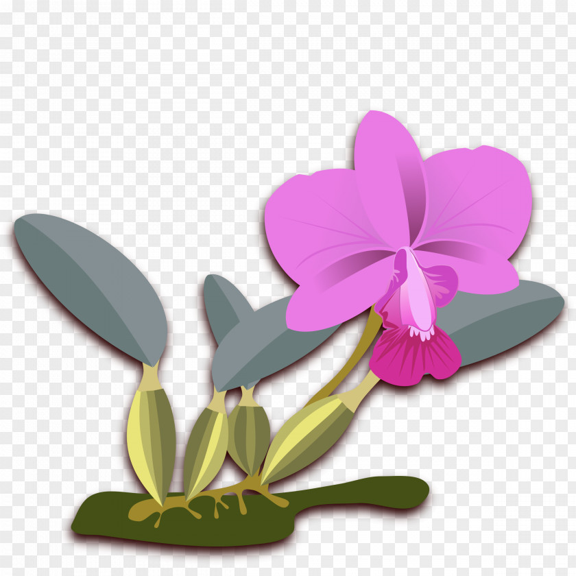 Orchid Cattleya Walkeriana Bicolor Orchids Clip Art PNG