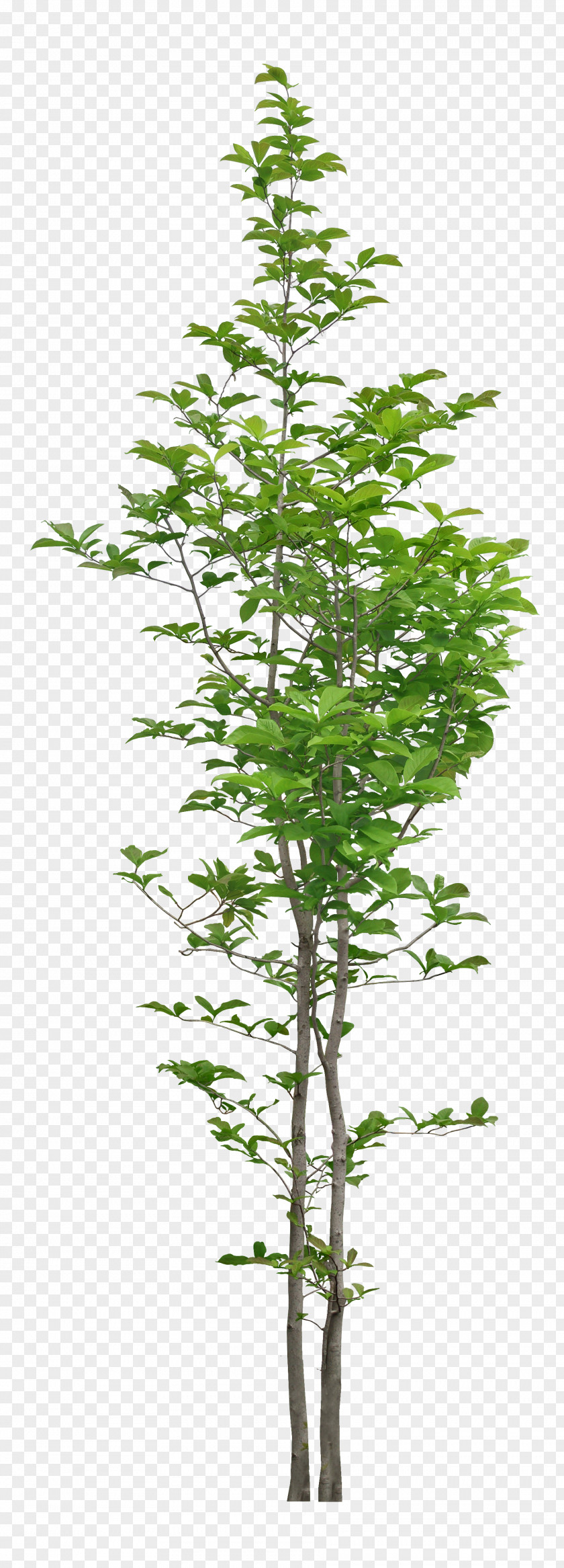 Plant PNG