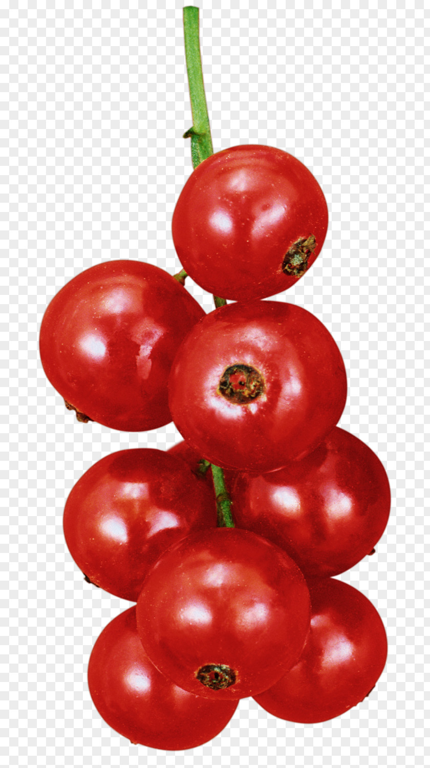 Расскажите детям о садовых ягодах Plum Tomato Currant Bush Berry PNG