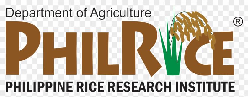 Rice Philippines Philippine Research Institute International Food PNG