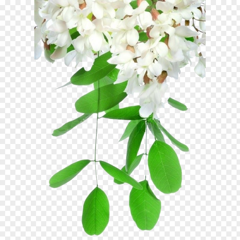 Flower Acacia Stock Photography Black Locust Flowering Plant PNG