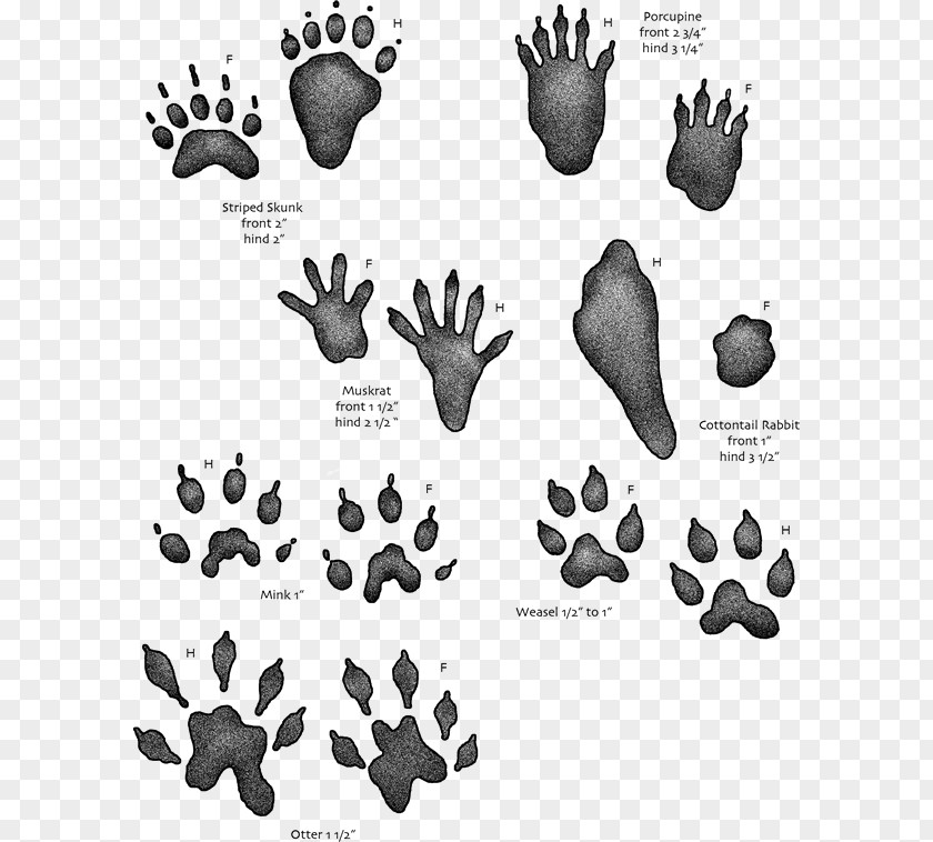 Raccoon Animal Track Footprint Tracking Muskrat PNG