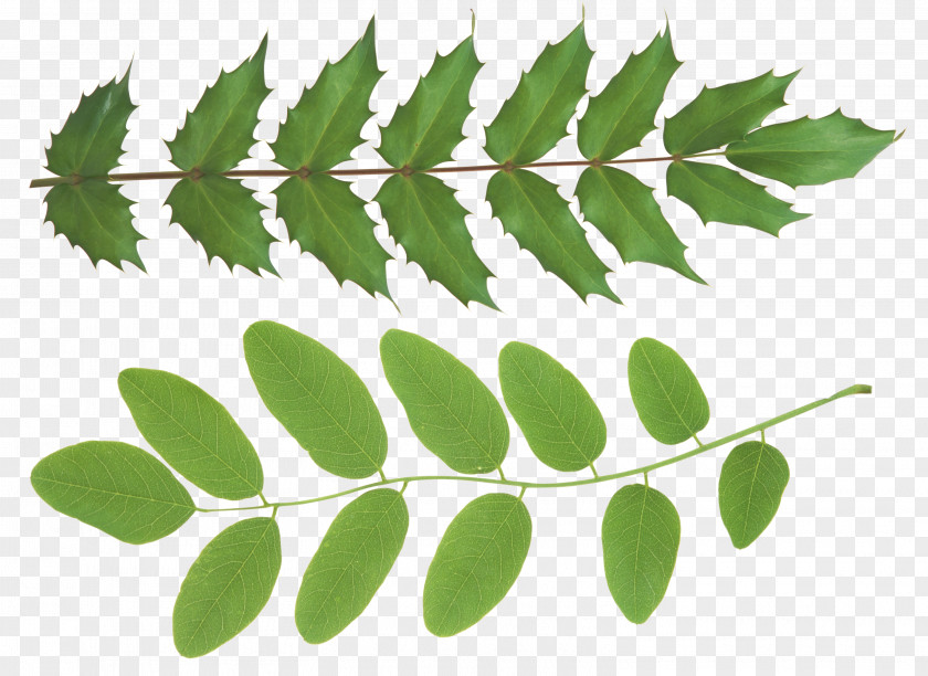 Safflower Green Leaves Branch Leaf Plant Stem Clip Art PNG