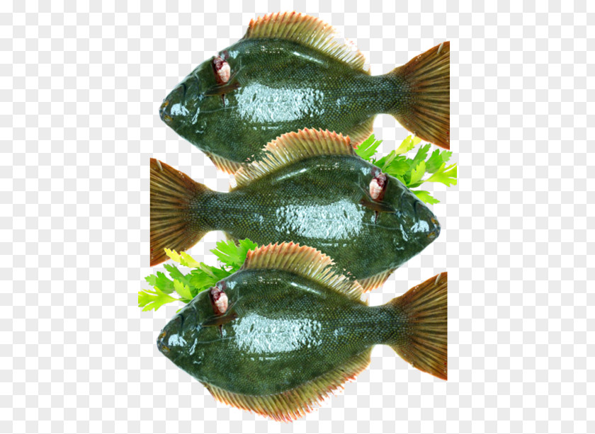 Tilapia Fish Products Perch Flatfish PNG