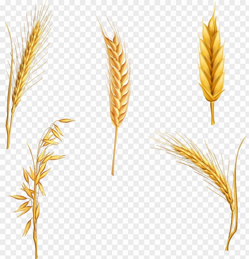 Wheat Ear Cereal PNG , Each style wheat clipart PNG