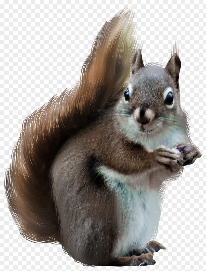 Brown Squirrel Tree Squirrels Clip Art PNG