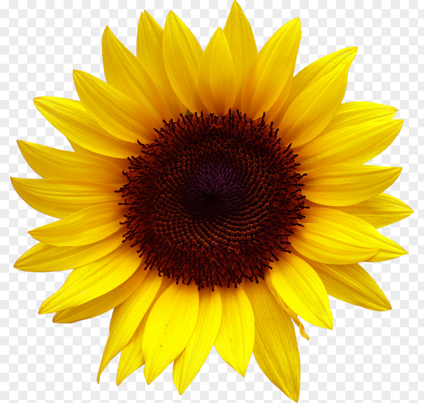 Common Sunflower Desktop Wallpaper Clip Art PNG