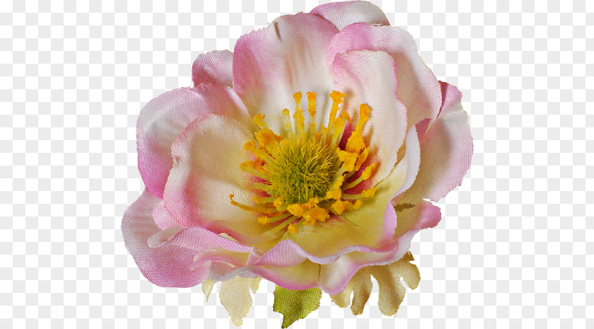 Peony Mental Illness Awareness Week Disorder Health Month PNG