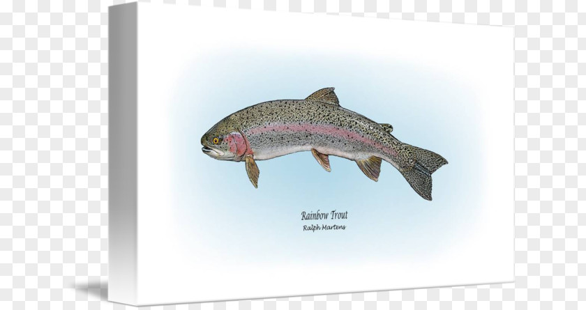 Rainbow Trout Salmon Drawing PNG