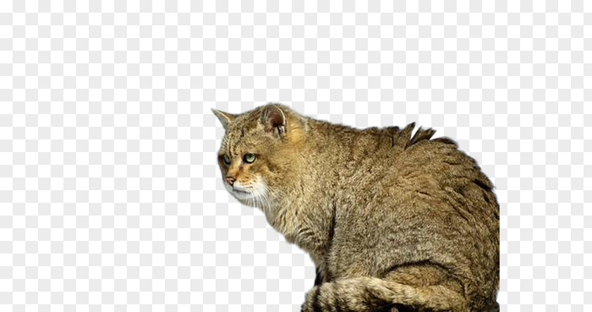 Creative Face Saliva Kitten Image Prionailurus Bengalensis Euptilurus Wildcat Lynx PNG