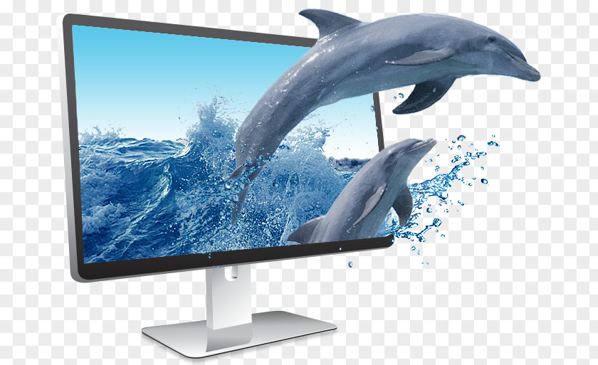 Cute Dolphin Computer Monitors Display Device Wholphin Television PNG