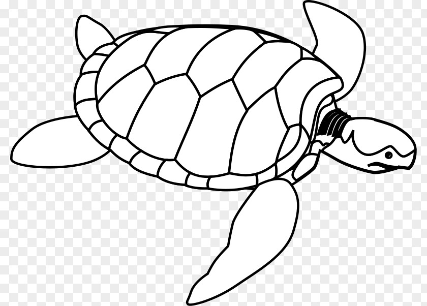 Images Of Turtle Green Sea Clip Art PNG