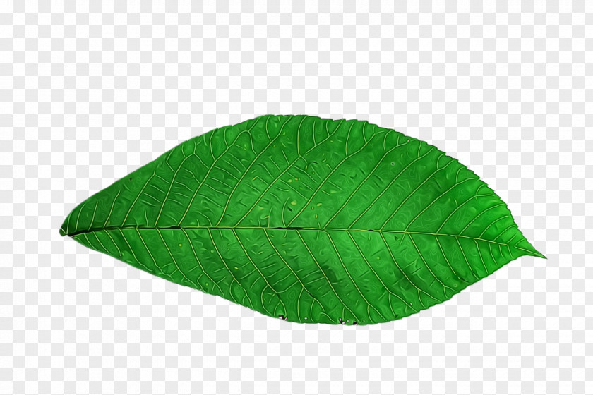 Plant Banco De Imagens Banana Leaf PNG