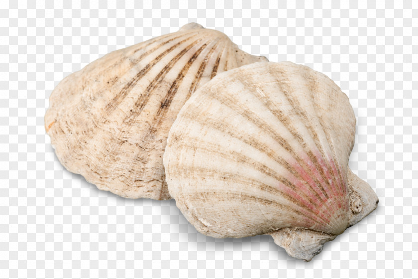 Seashell Cockle Conchology Image PNG