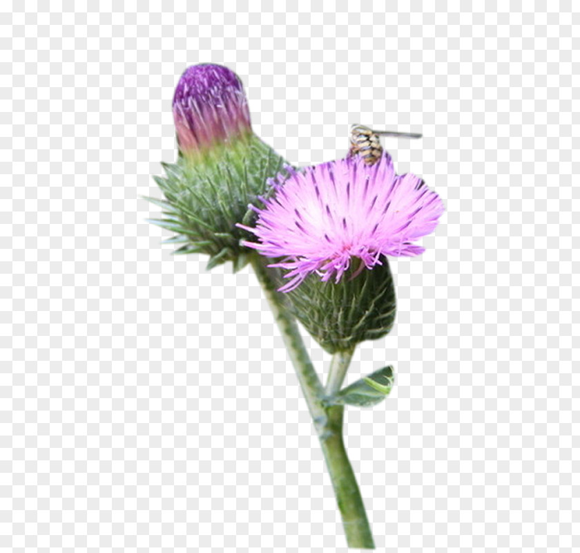 A Milk Thistle Flower Picture Material Greater Burdock PNG