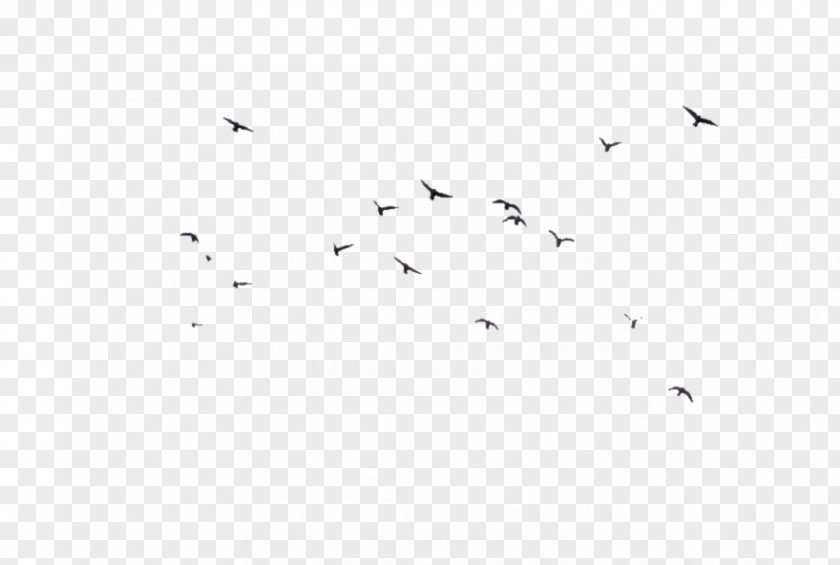 Birds Fly Floats Black And White Angle Point Pattern PNG