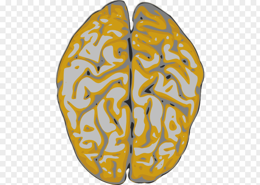 Brain Human Clip Art PNG