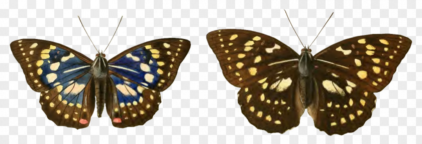 Butterfly Monarch Great Purple Emperor Japan Species PNG