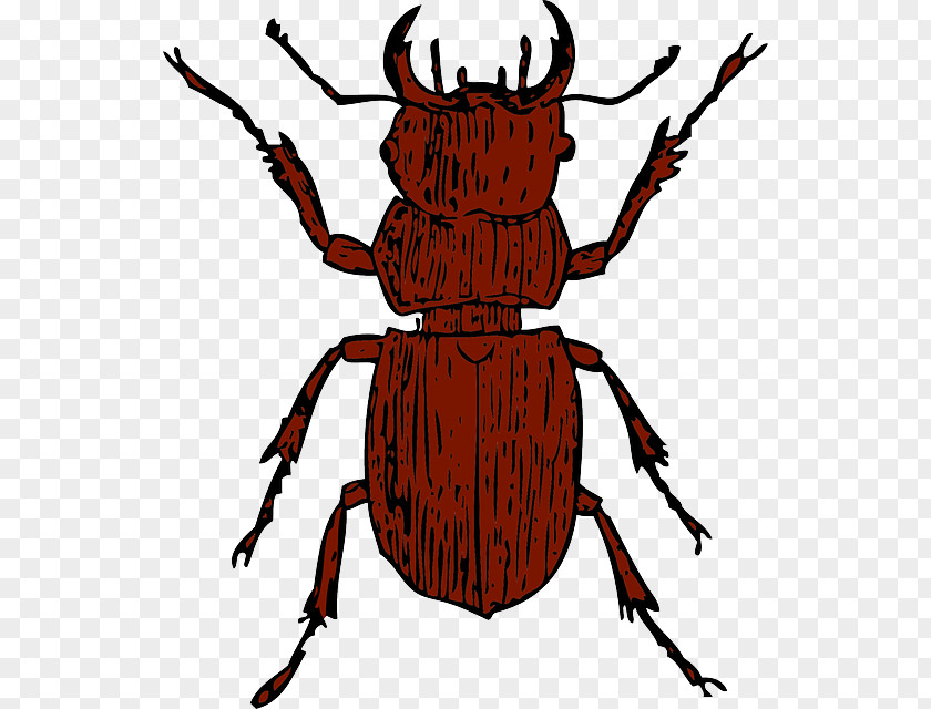 Fart Vector Stag Beetle Clip Art PNG