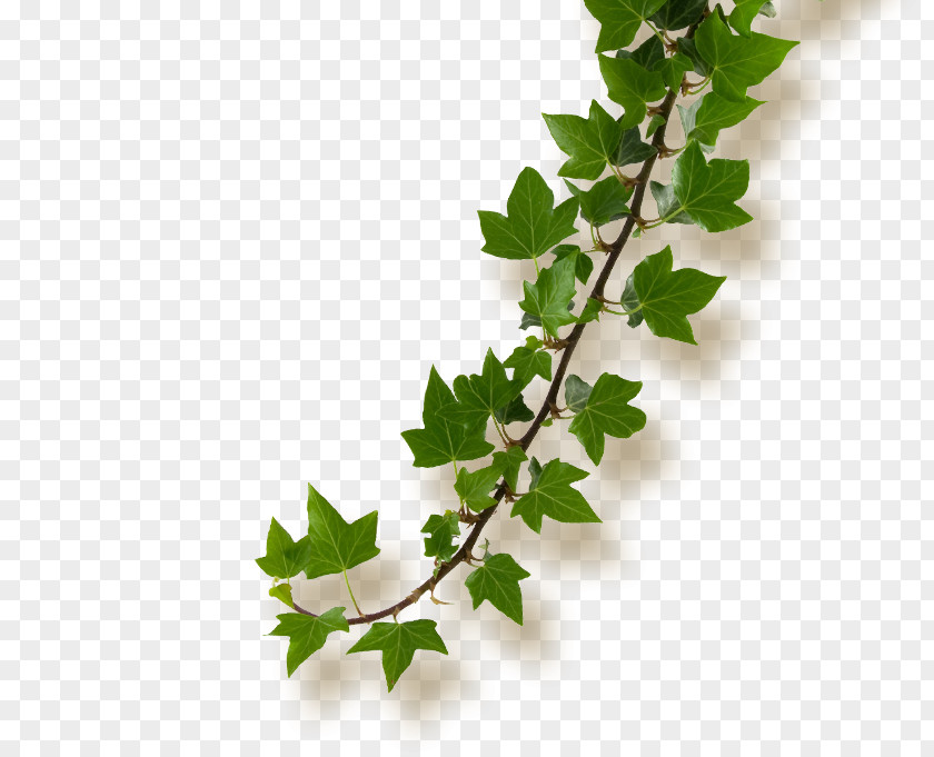 Flower Common Ivy Histoires Naturelles Plant Stem Paper PNG