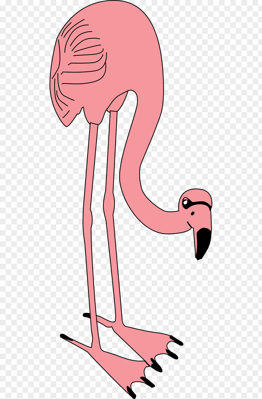 Football Food Flamingos Flamingo Bird Pink Clip Art PNG