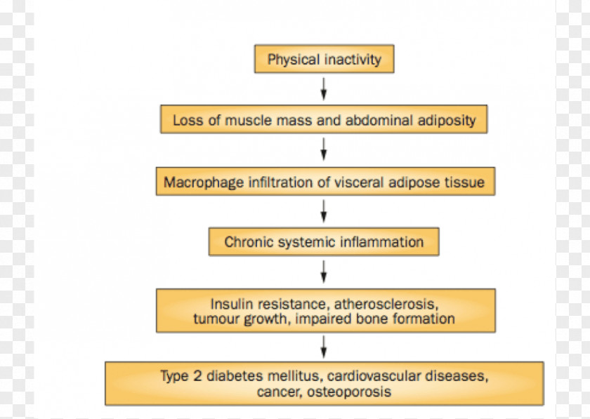 Physical Activity Diabetes Mellitus Type 2 Exercise Cardiovascular Disease Obesity PNG