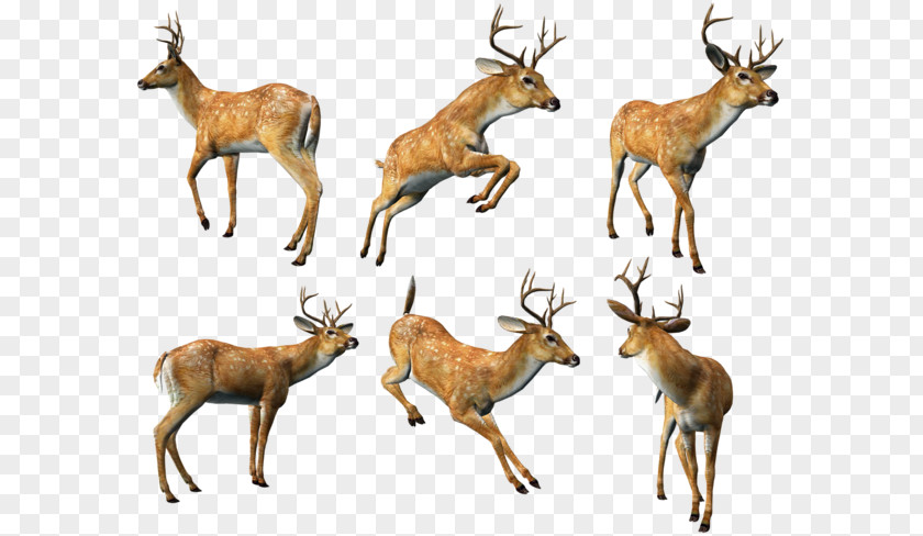 Various Forms Of Deer Reindeer Animal Clip Art PNG