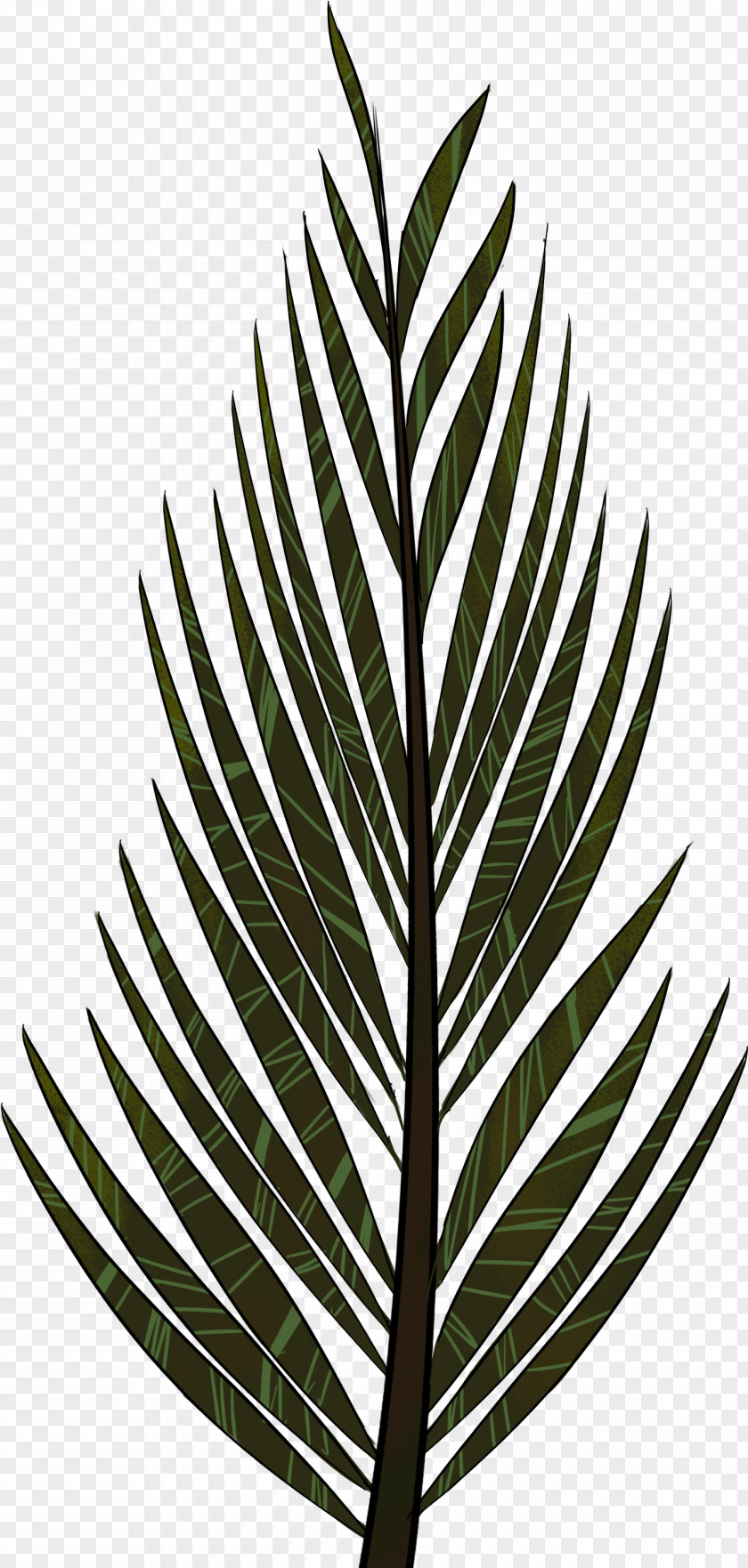 Arecales Grass Leaf Plant Tree Line Flower PNG