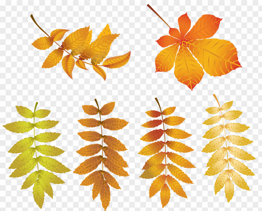 Autumn Leaves Transparent Clip Art Image PNG
