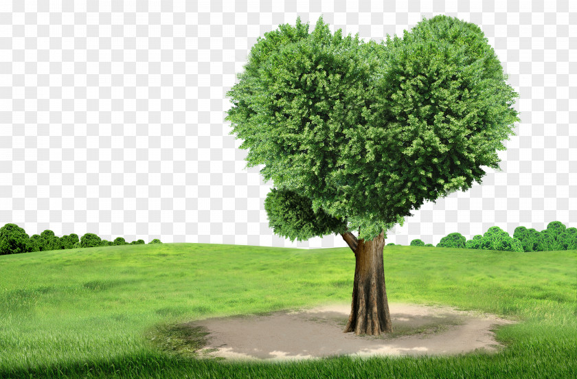 Environmental Green Nature Tree No Na Child PNG