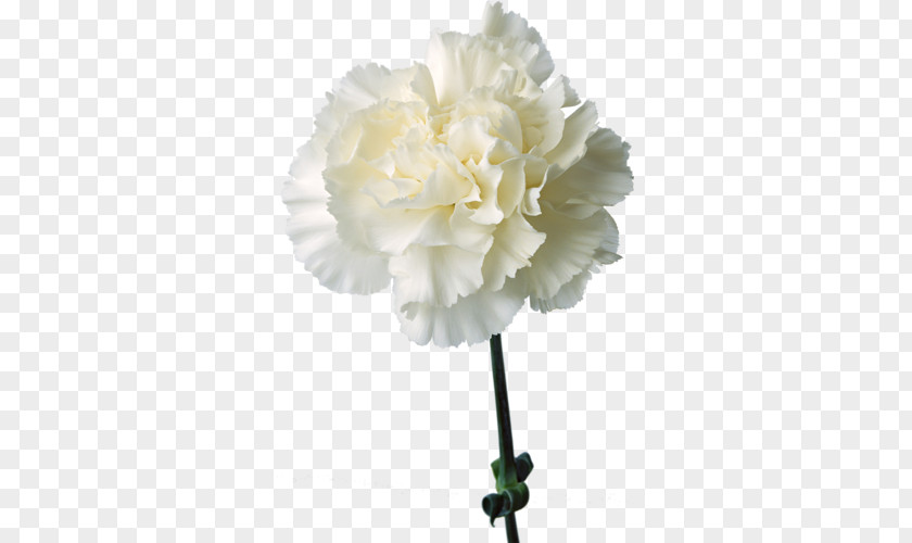 Flower The Green Carnation Birth Cut Flowers PNG