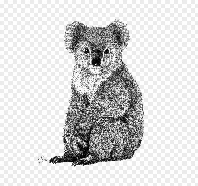 Koala Koby El Koala/Koby The Bear Drawing PNG