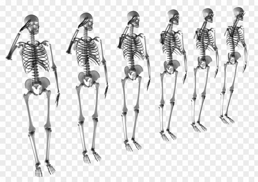 A Row Of Skeletons Human Skeleton Bone Stock Photography Skull PNG