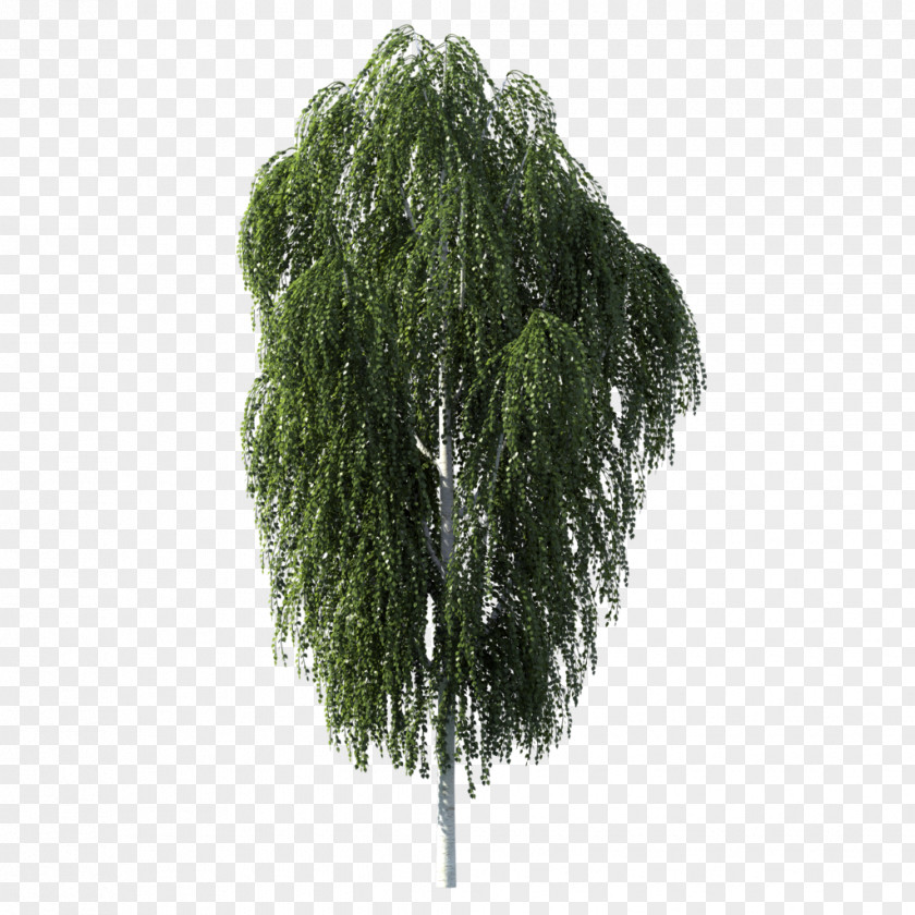 Car Trunk Tree Birch Woody Plant PNG