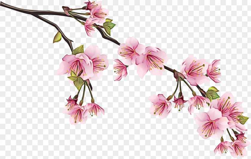 Clip Art Cherry Blossom Drawing Image PNG