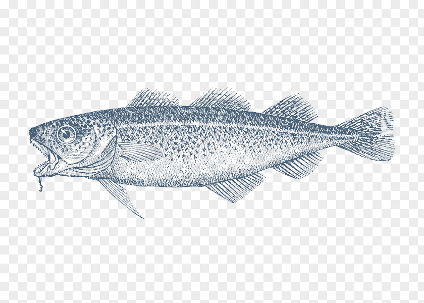 Cod Fish Atlantic Pollack Pacific PNG