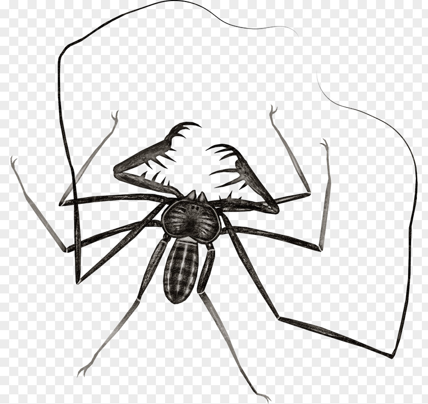 Insect Sketch Spider Drawing Butterfly PNG